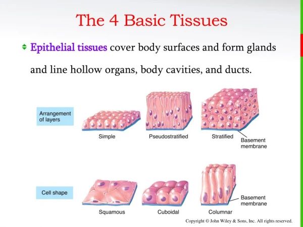 The 4 Basic Tissues