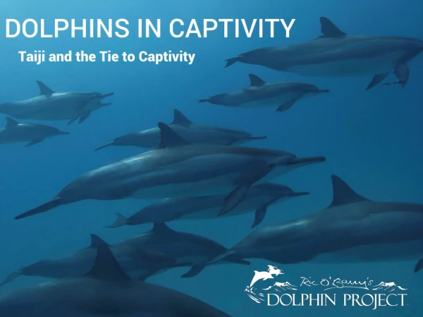 DOLPHINS IN CAPTIVITY