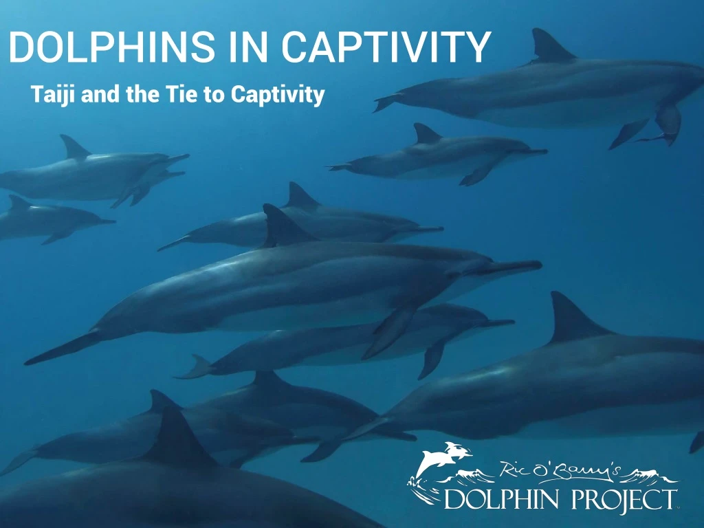 dolphins in captivity