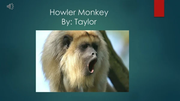Howler Monkey By: Taylor