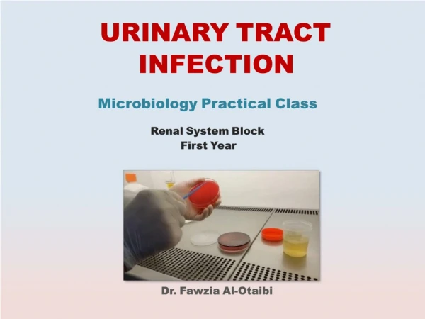 URINARY TRACT INFECTION Microbiology Practical Class Renal System Block First Year