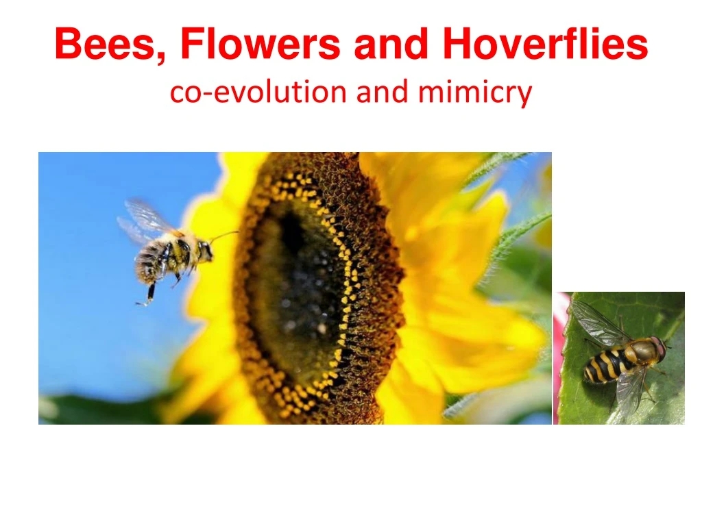 bees flowers and h overflies co evolution and mimicry