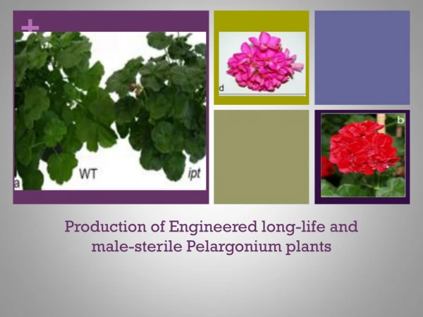 Production of Engineered long-life and male-sterile Pelargonium plants