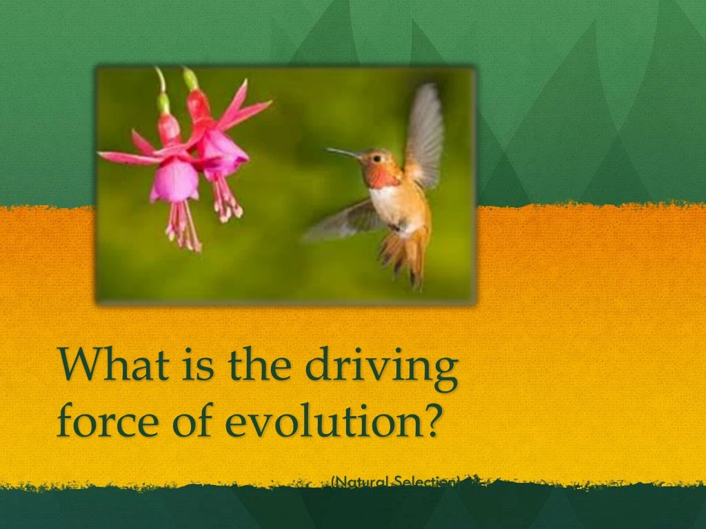 what is the driving force of evolution