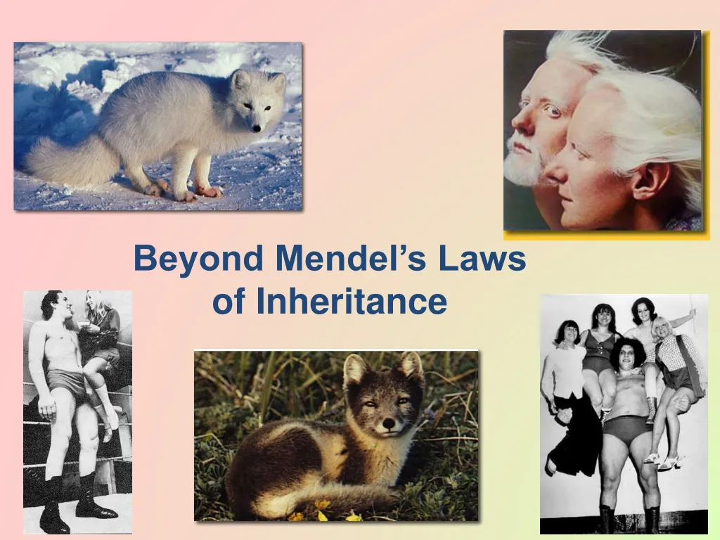 beyond mendel s laws of inheritance