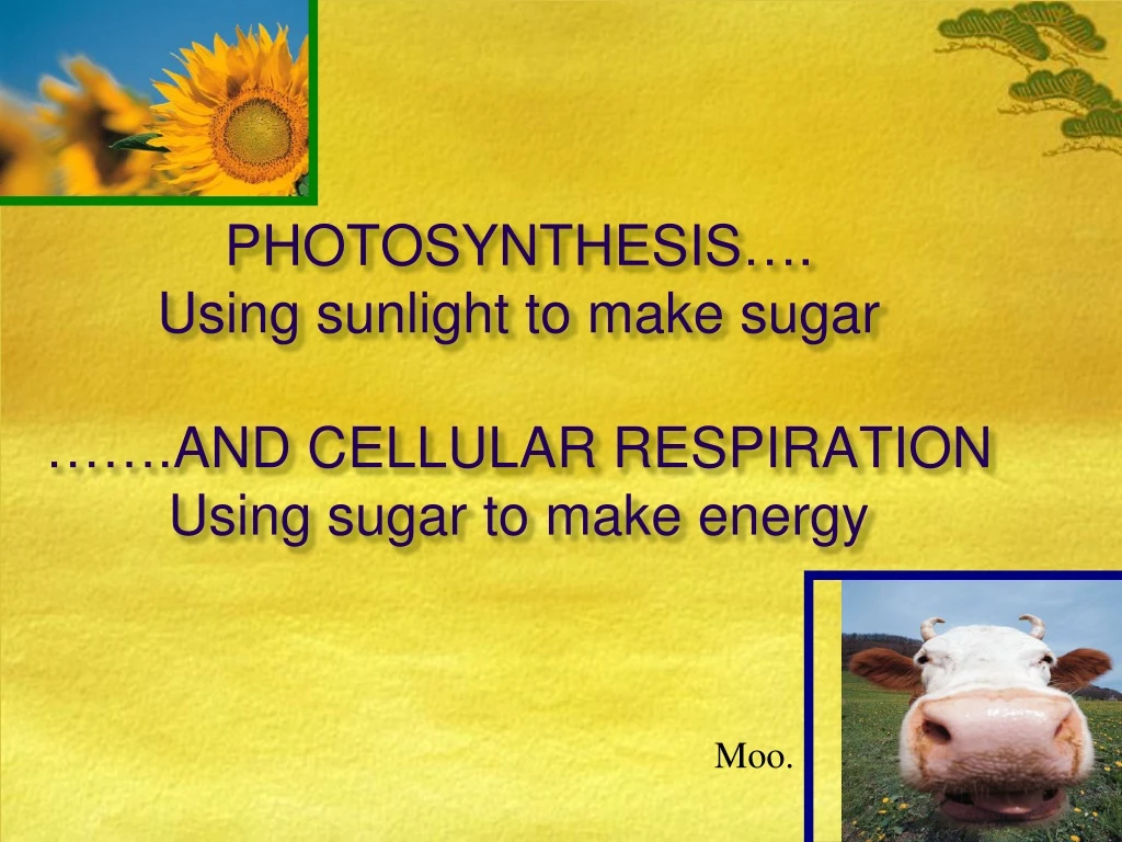 photosynthesis using sunlight to make sugar and cellular respiration using sugar to make energy
