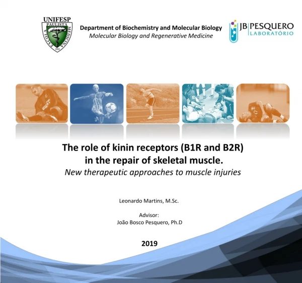 The role of kinin receptors (B1R and B2R) in the repair of skeletal muscle.
