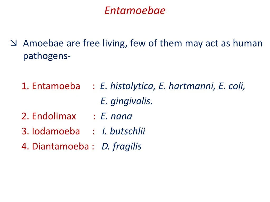 entamoebae