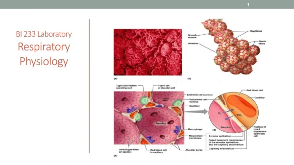 BI 233 Laboratory Respiratory Physiology