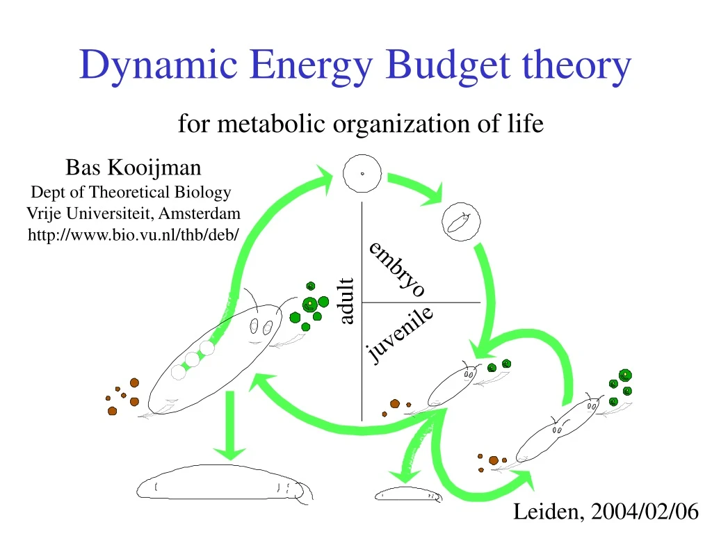 dynamic energy budget theory