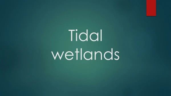 Tidal wetlands