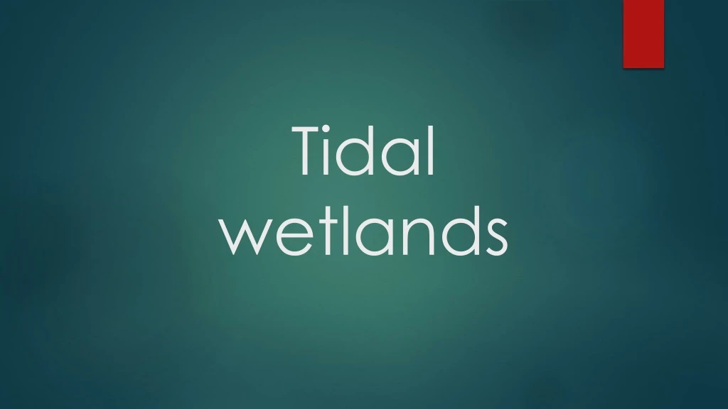 tidal wetlands