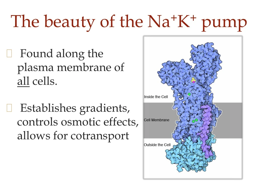 the beauty of the na k pump