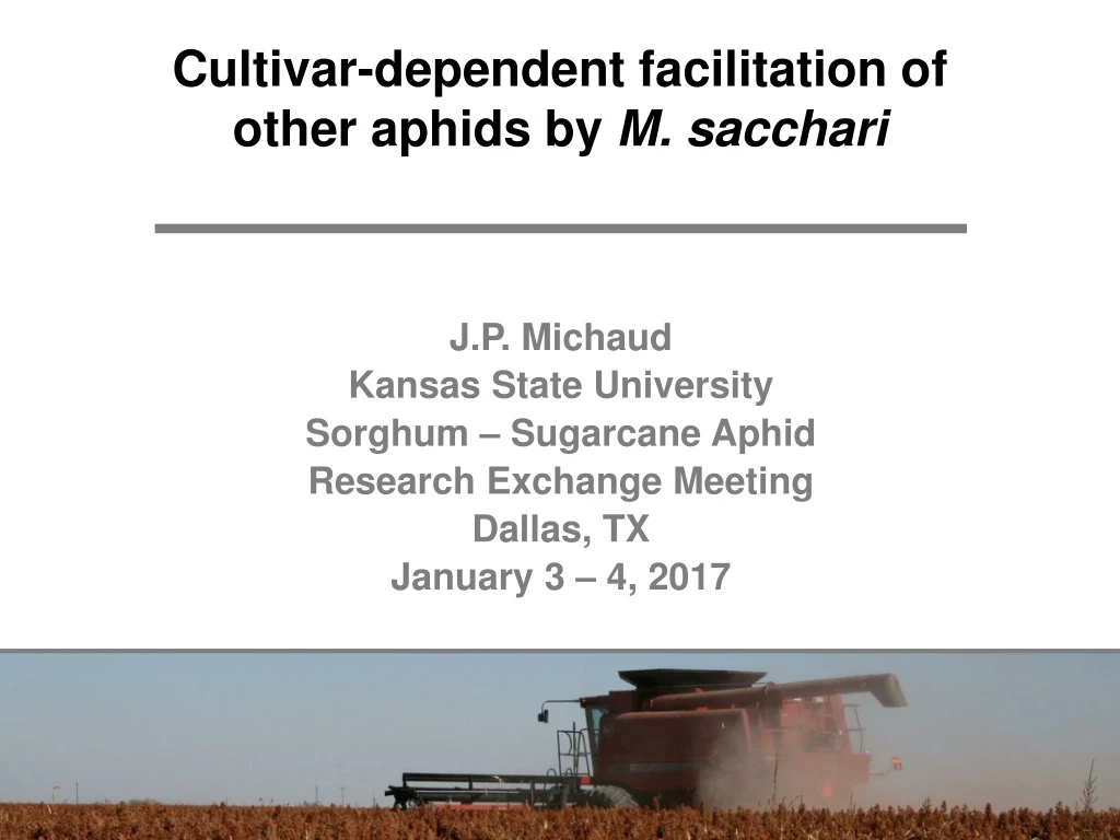 cultivar dependent facilitation of other aphids by m sacchari
