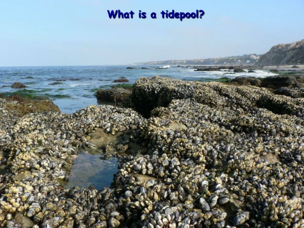 What is a tidepool?