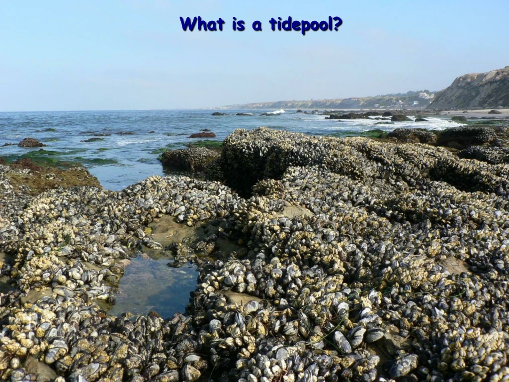 what is a tidepool