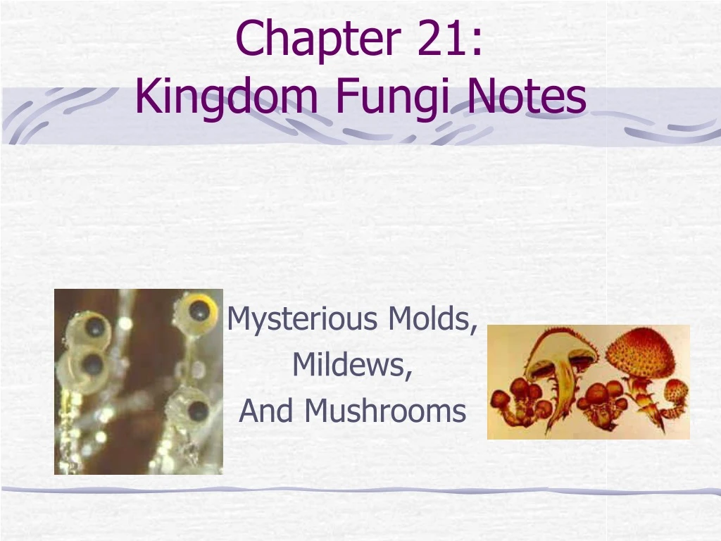 chapter 21 kingdom fungi notes