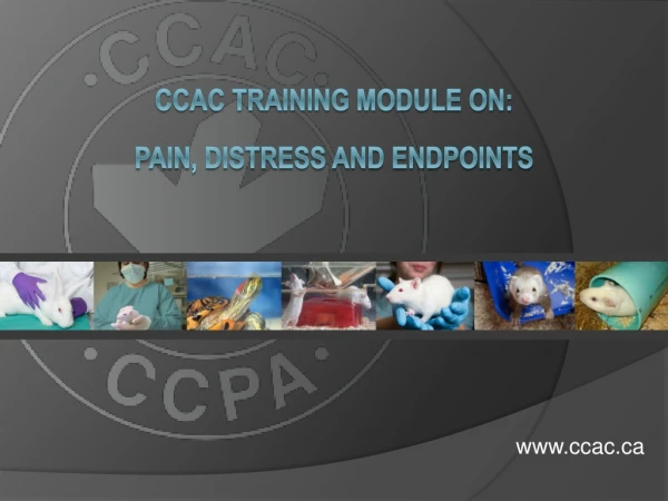 CCAC Training Module on: Pain, distress and endpoints