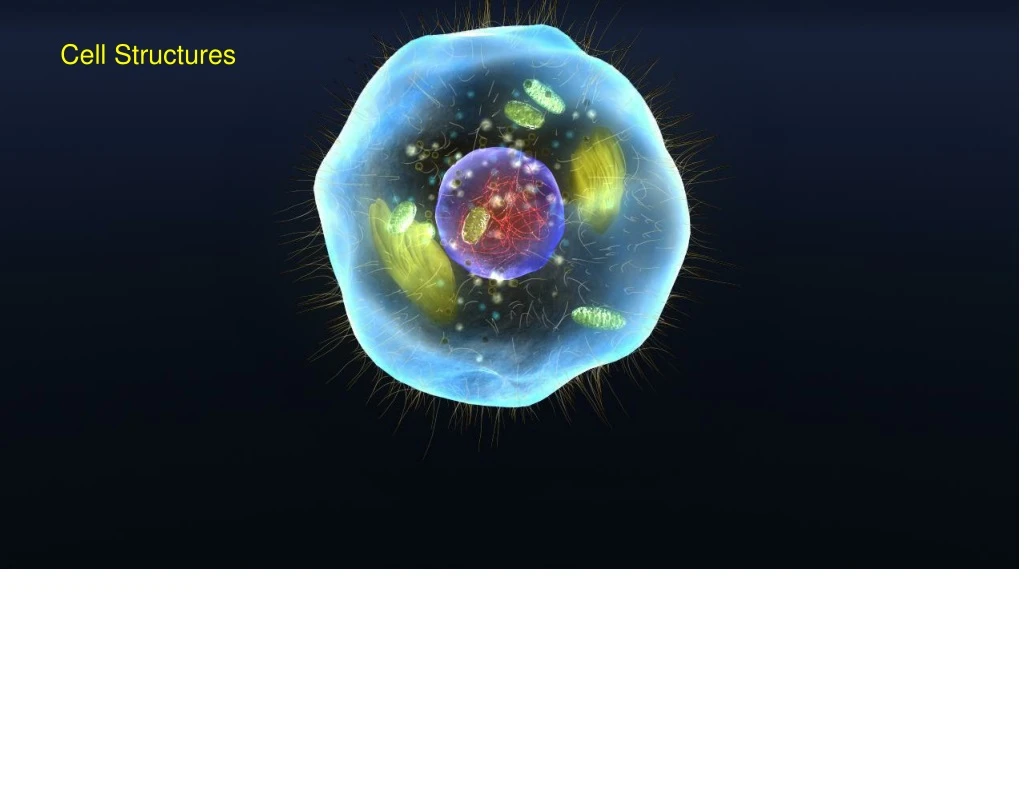 cell structures