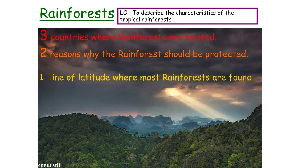 rainforests