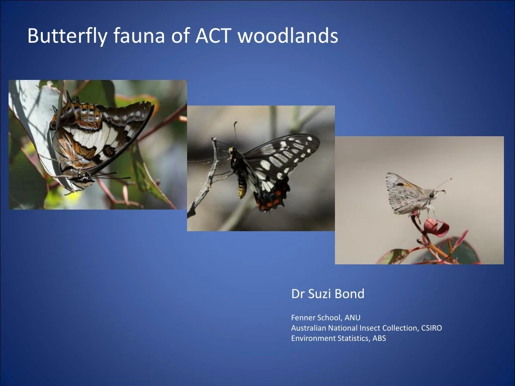 butterfly fauna of act woodlands