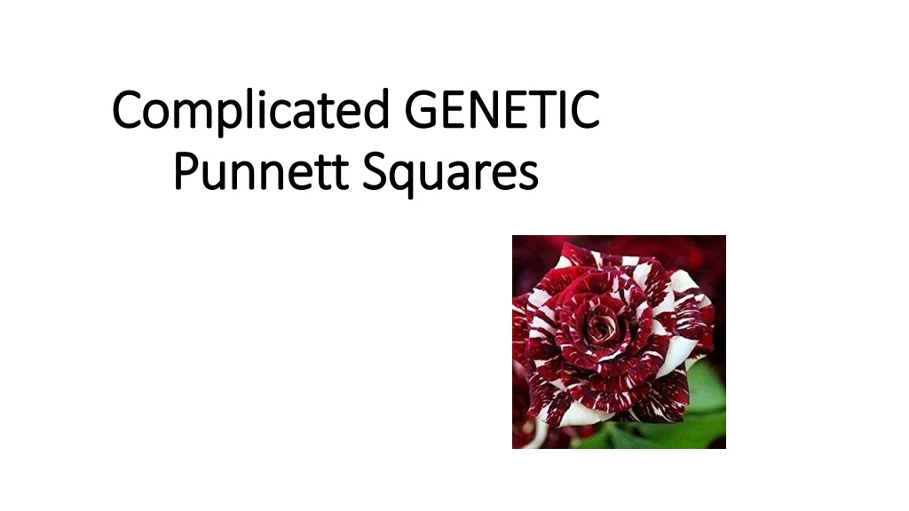 complicated genetic punnett squares