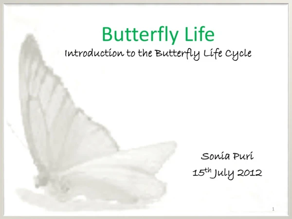 Butterfly Life Introduction to the Butterfly Life Cycle