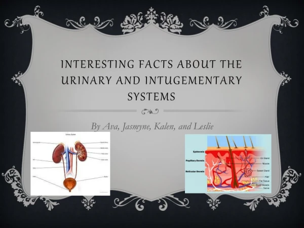 Interesting Facts about the Urinary and intugementary systems