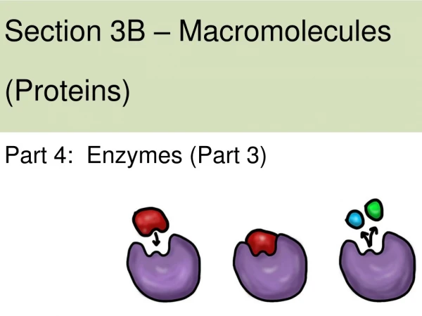 Section 3B – Macromolecules (Proteins)