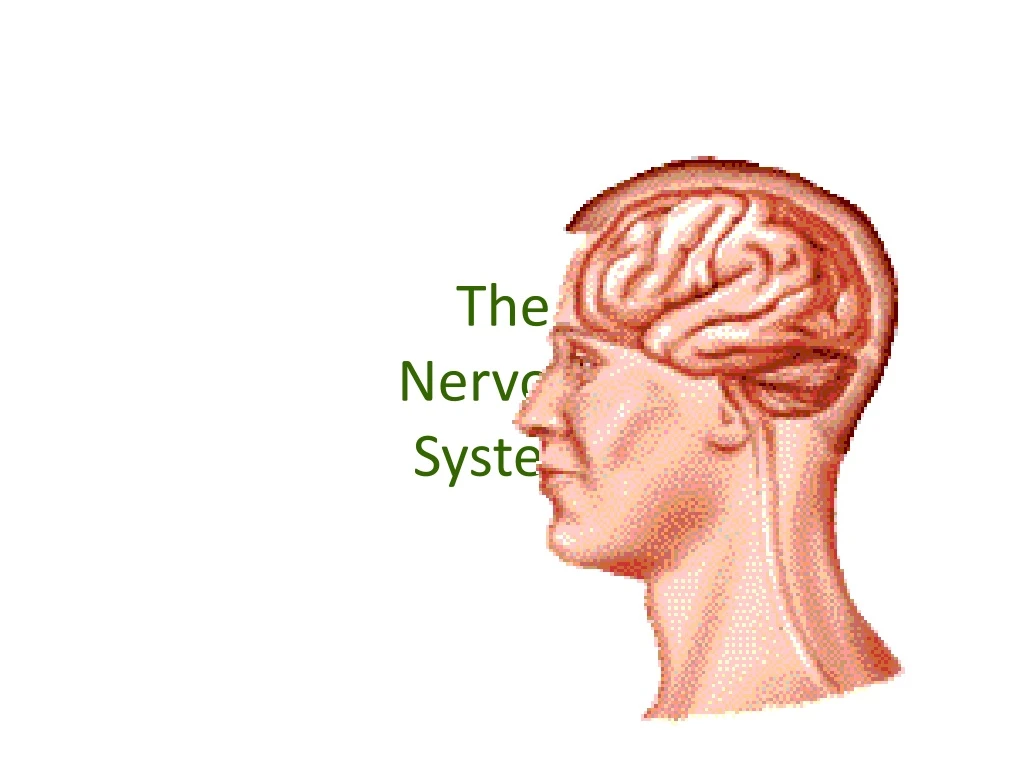 the nervous system