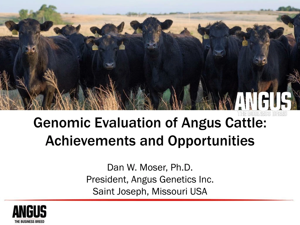 genomic evaluation of angus cattle achievements and opportunities