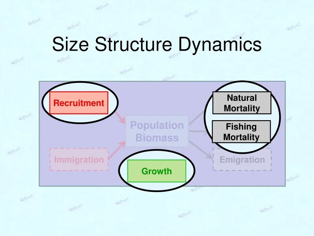 size structure dynamics