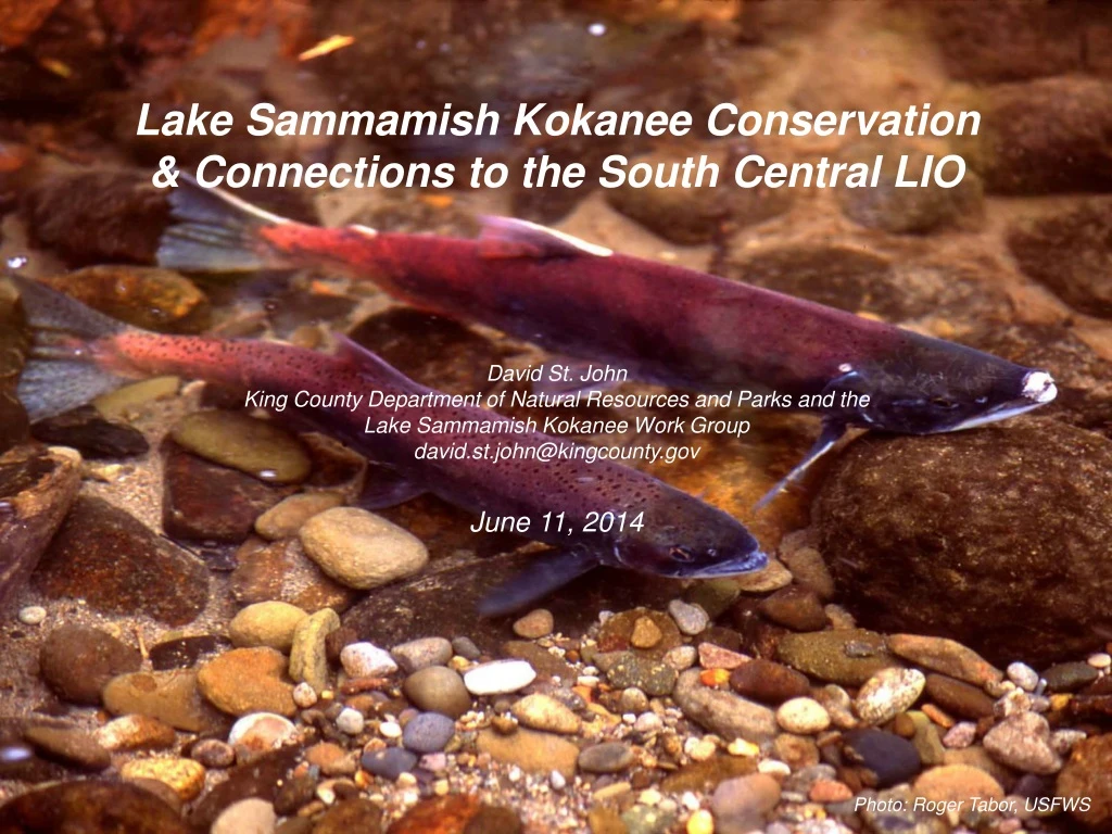 lake sammamish kokanee conservation connections