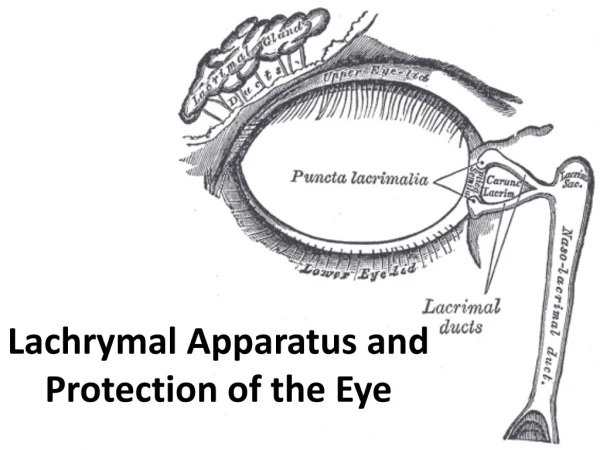 Lachrymal Apparatus and Protection of the Eye