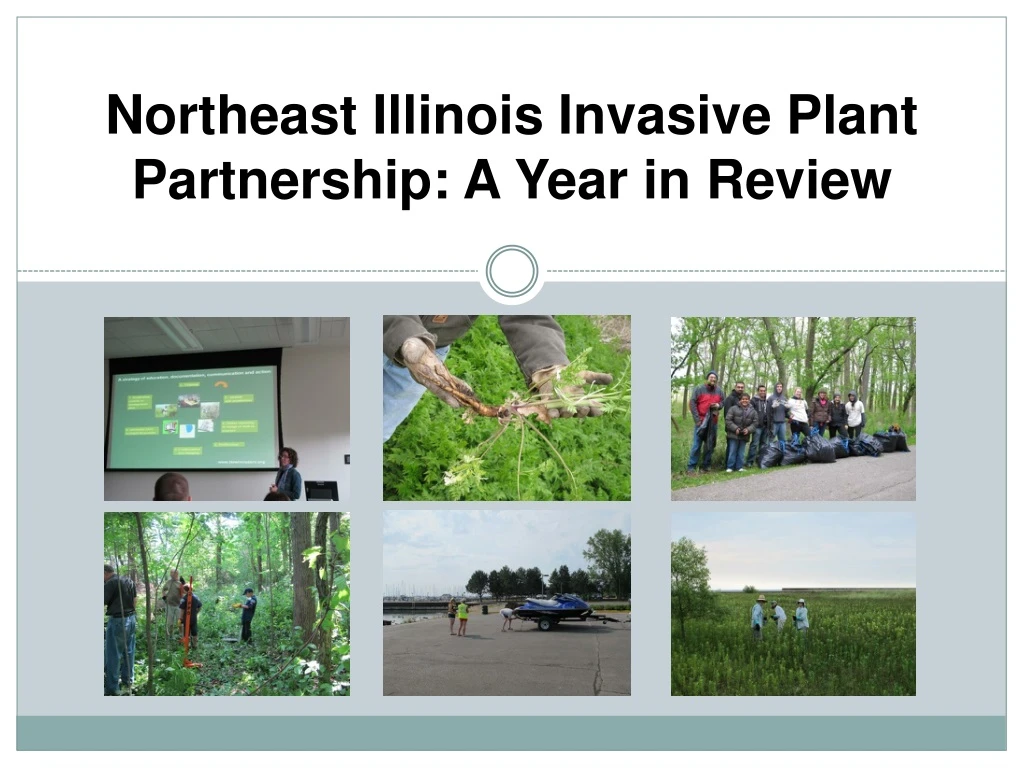northeast illinois invasive plant partnership a year in review