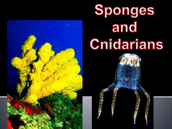 Sponges and Cnidarians