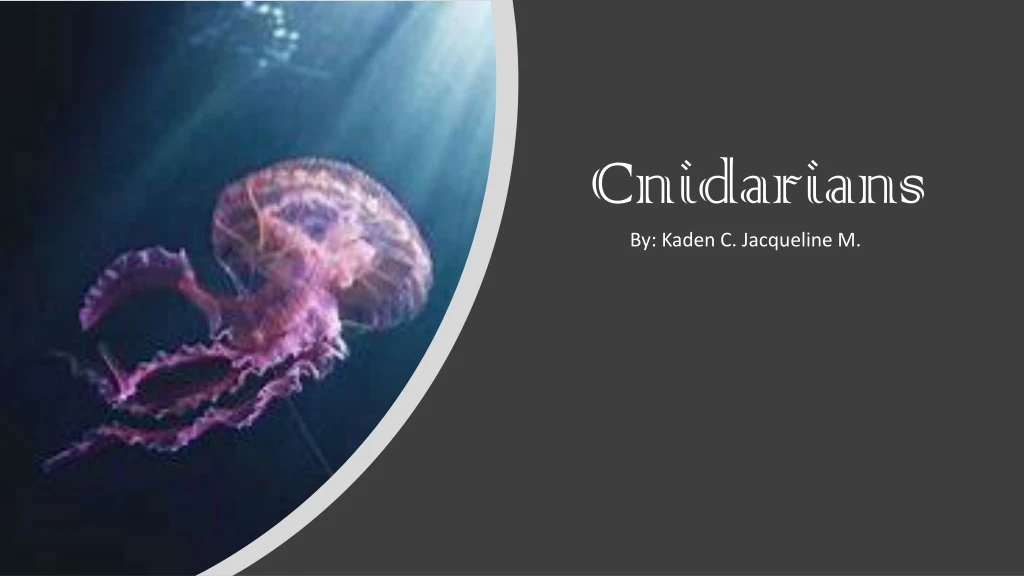 cnidarians