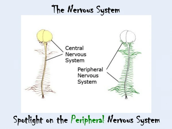 The Nervous System