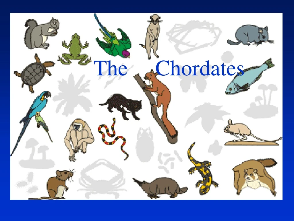 the chordates