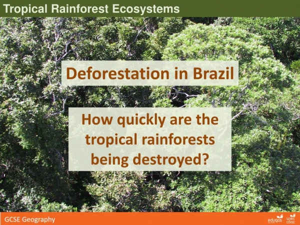 Tropical Rainforest Ecosystems