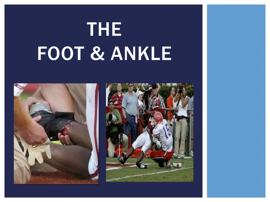 the foot ankle