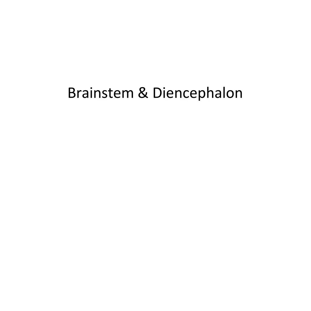 brainstem diencephalon