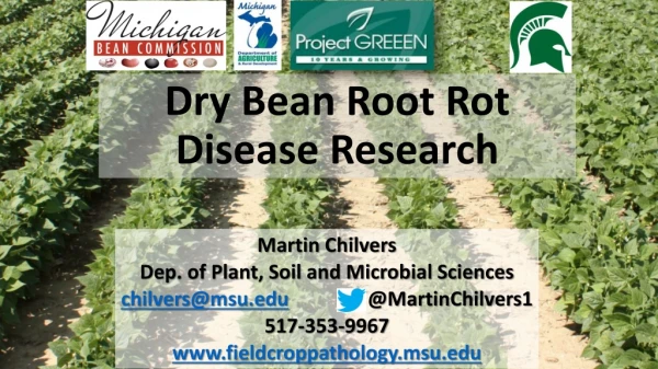 Dry Bean Root Rot Disease Research