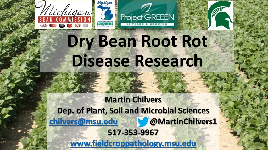 dry bean root rot disease research