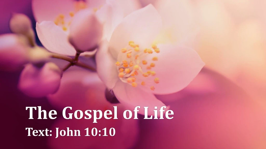 the gospel of life
