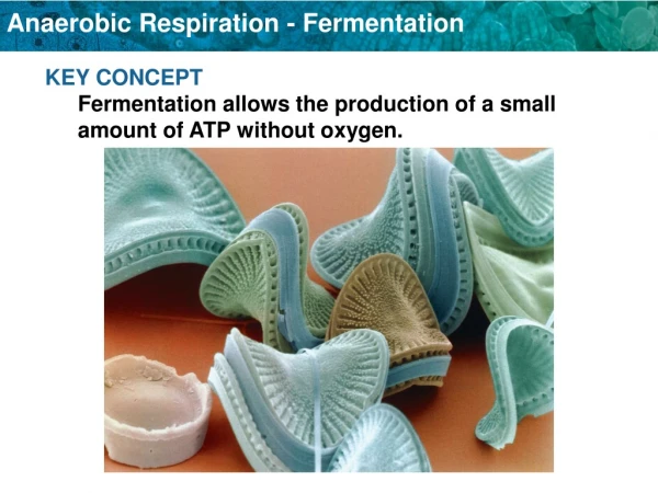 KEY CONCEPT Fermentation allows the production of a small amount of ATP without oxygen.