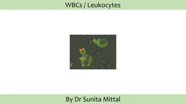 WBCs / Leukocytes