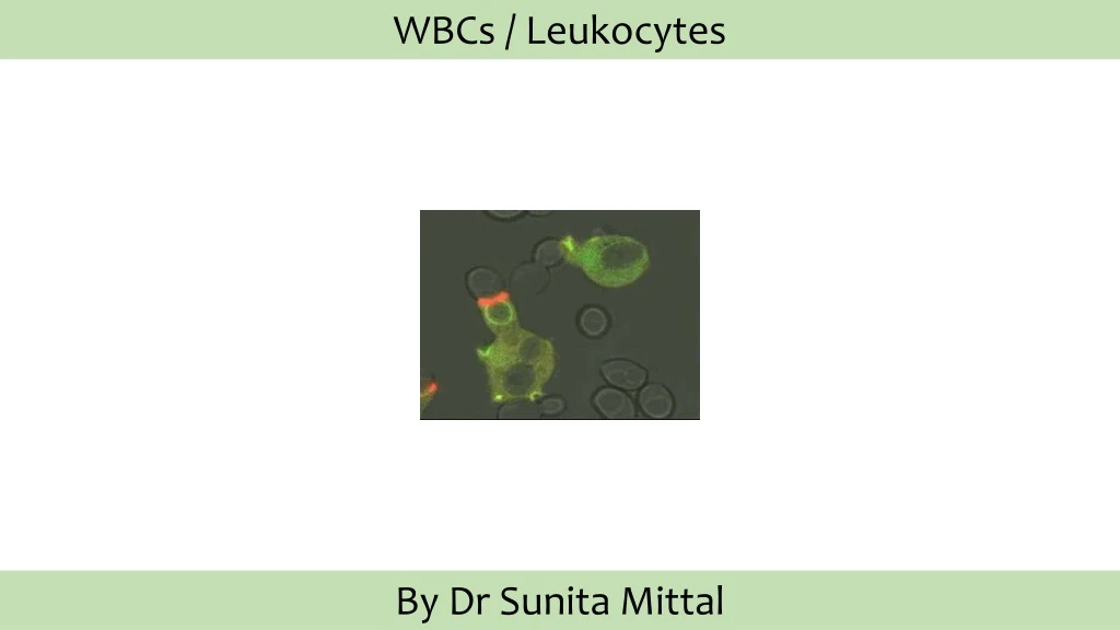 wbcs leukocytes