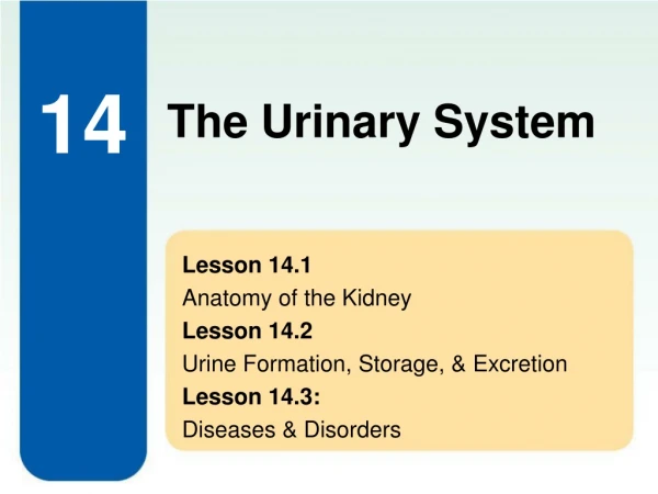 Lesson 14.1 Anatomy of the Kidney Lesson 14.2 Urine Formation, Storage, &amp; Excretion Lesson 14.3: