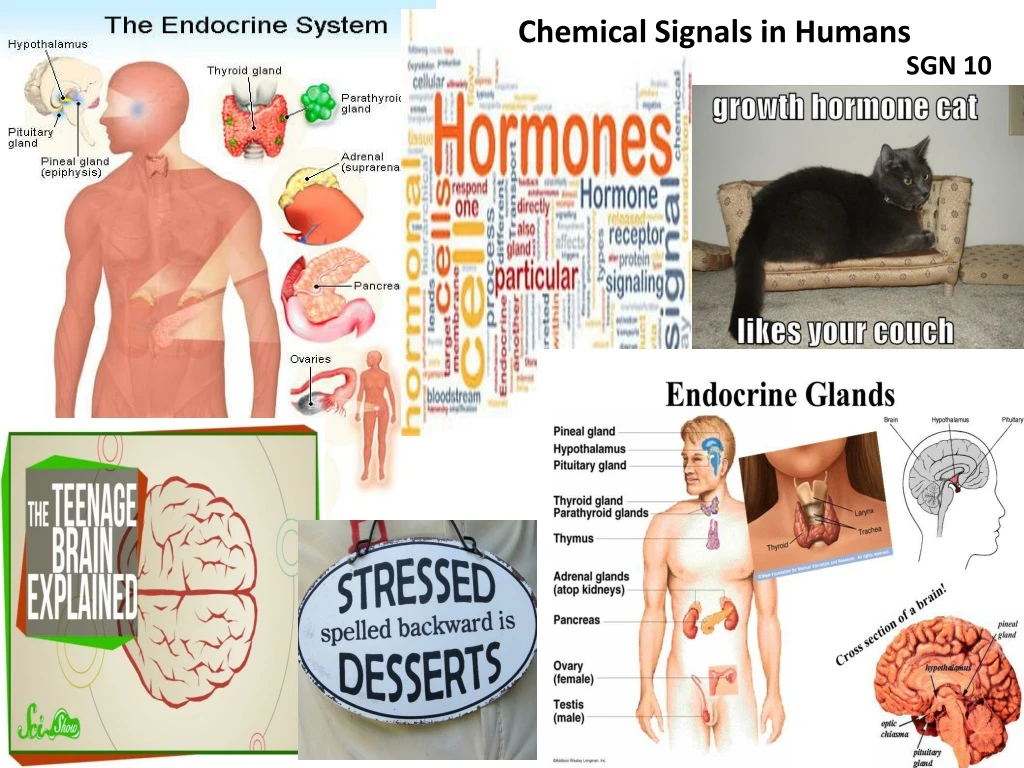 chemical signals in humans